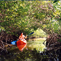 mangrove ecosystems and kayaking the canals